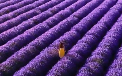 Serene walk through lavender fields