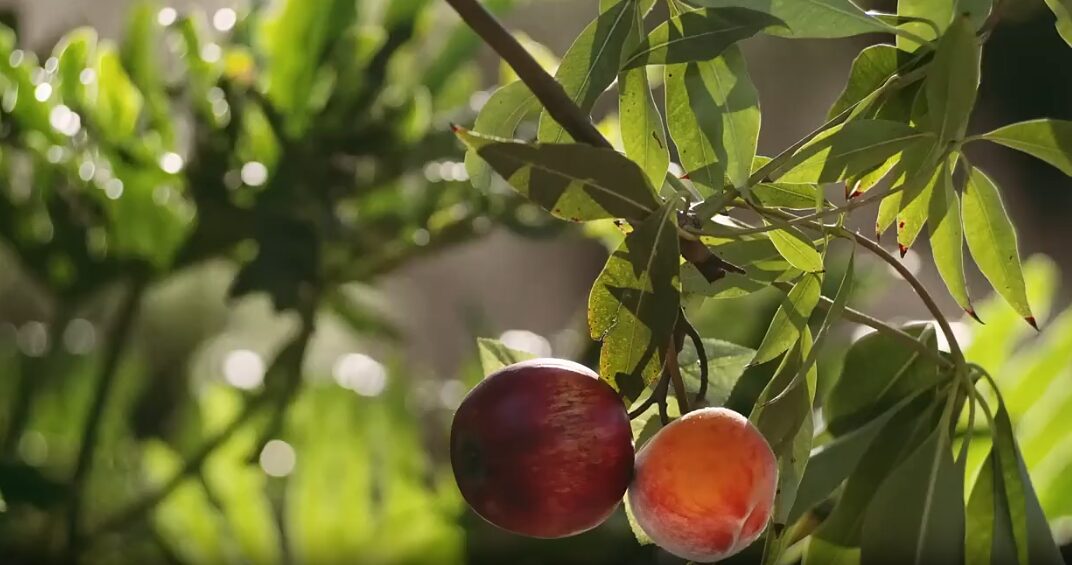 Two plums hanging from leafy tree